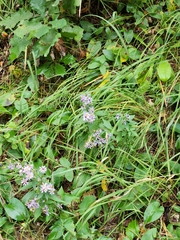 Symphyotrichum laeve