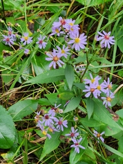 Symphyotrichum laeve