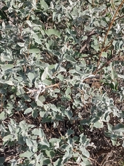 Buddleja crispa