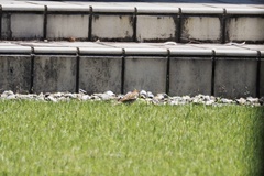 Passer montanus saturatus