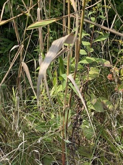 Phragmites australis americanus