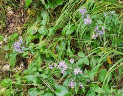 Symphyotrichum laeve