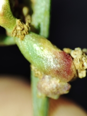 Aceria obiones
