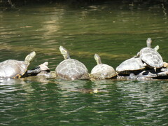 Trachemys hartwegi