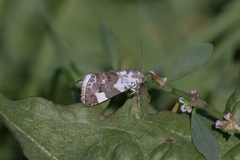 Acontia lucida