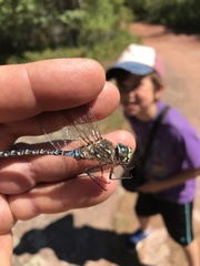 Aeshna interrupta interrupta