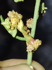 Aceria obiones