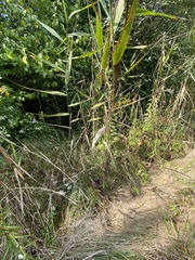 Phragmites australis americanus