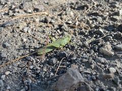 Schistocerca shoshone