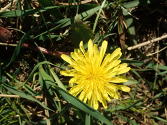 Taraxacum serotinum