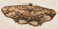 Menophra japygiaria