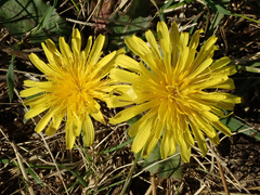 Taraxacum serotinum