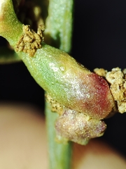 Aceria obiones