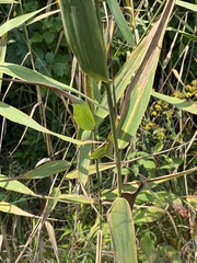 Phragmites australis americanus