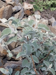 Buddleja crispa