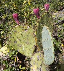 Opuntia lindheimeri