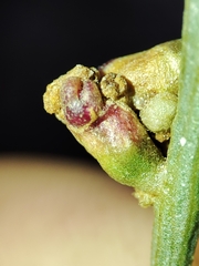 Aceria obiones