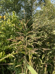 Phragmites australis americanus
