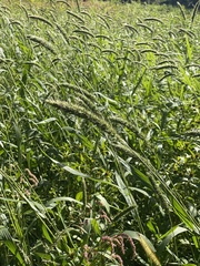 Setaria italica
