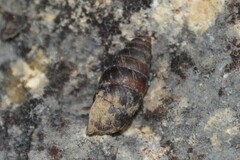 Abida secale
