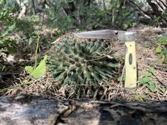 Mammillaria heyderi