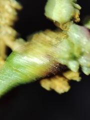 Aceria obiones