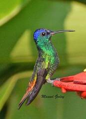 Chrysuronia oenone