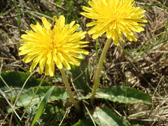 Taraxacum serotinum