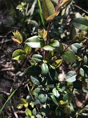 Luma apiculata