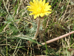 Taraxacum serotinum
