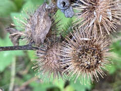 Arctium nemorosum