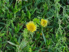 Carpobrotus edulis