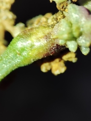 Aceria obiones