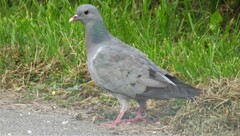 Columba oenas