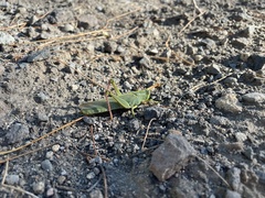 Schistocerca shoshone