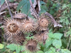 Arctium nemorosum
