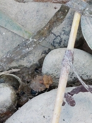 Gelastocoris oculatus