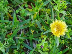Carpobrotus edulis