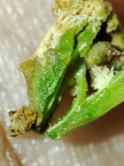 Aceria obiones