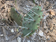 Opuntia macrorhiza