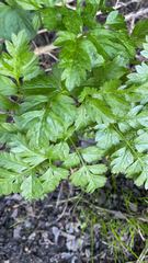 Petroselinum crispum
