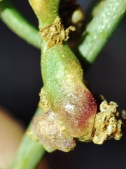 Aceria obiones