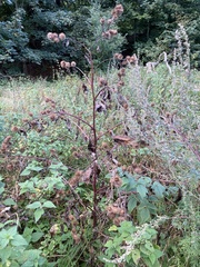 Arctium nemorosum
