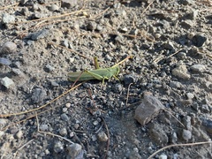 Schistocerca shoshone