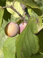 Prunus mexicana