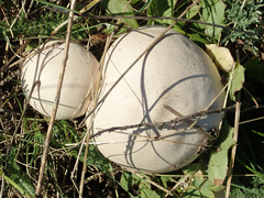 Lycoperdon utriforme