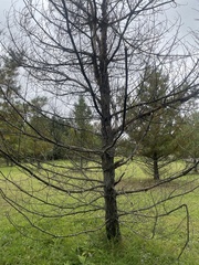 Cronartium ribicola