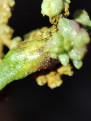 Aceria obiones