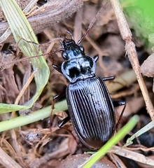 Nebria