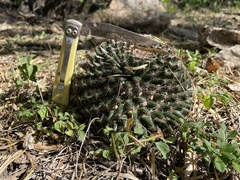 Mammillaria heyderi